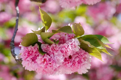 Цветы весны: Восхитительные цветущие деревья, которыми невозможно  налюбоваться - Дачный участок - 11 марта - 43631563302 - Медиаплатформа  МирТесен