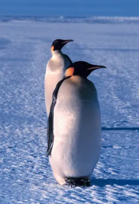 Императорские пингвины фото