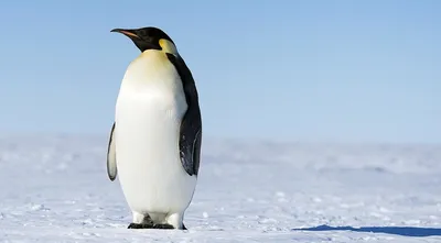 Императорские пингвины в четырех колониях в море Беллинсгаузена потеряли  всех птенцов в 2022 году. Виной всему масштабное и преждевременное таяние  морского льда