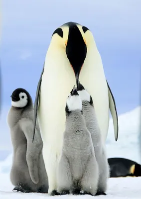 Императорские пингвины « FotoRelax | Emperor penguin, Penguins, Penguin  species