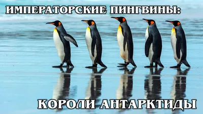 Императорские пингвины стекаются небо голубое снега, льда В антарктиде  Стоковое Фото - изображение насчитывающей приполюсно, пингвины: 209565618