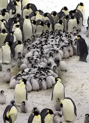 EMPEROR PENGUIN: The world's largest penguin | Interesting facts about  penguins and Antarctica - YouTube