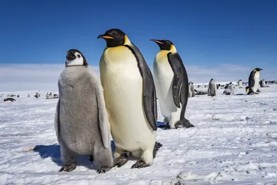 Императорские пингвины « FotoRelax | Tiere, Pinguine