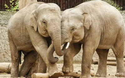 ПАРК СЛОНОВ В СОЧИ🐘😍 ⠀ Индийские слоны Претти и Марго - единственные слоны  в России, которые гуляют в дикой природе, среди чайных… | Instagram