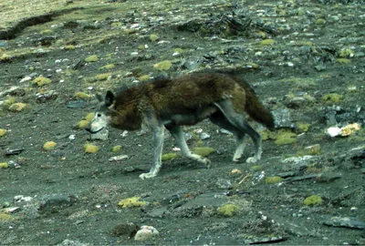 Волк, Дикая природа, Индийский волк, Canis lupus pallipes, Canis indica,  Индийский равнинный волк, серый волк, животное, Фауна, Млекопитающее |  Pxfuel