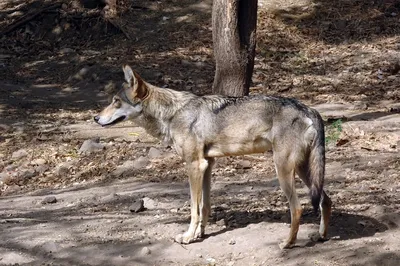 Волк азиатский, индийский, иранский — Canis lupus pallipes