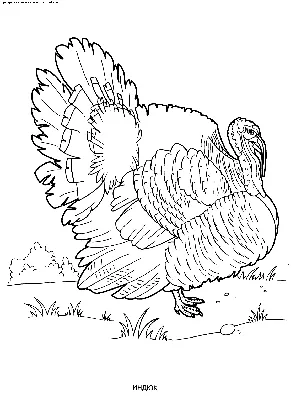 Раскраска Индюк (Раскраска индюк, домашняя птица, картинки для детей,  рисунок индюка) | Раскраски с домашними животными