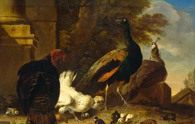 Обои животные, птицы, картина, Мельхиор де Хондекутер, Курица с Павлинами и  Индюк картинки на рабочий стол, раздел живопись - скачать