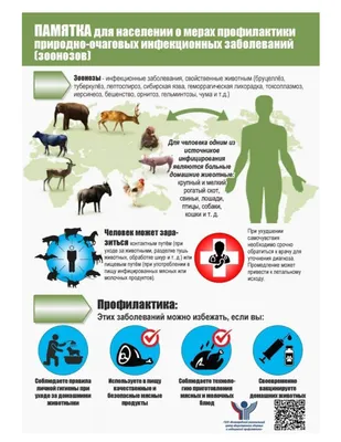 Свиноводство Rus | PDF