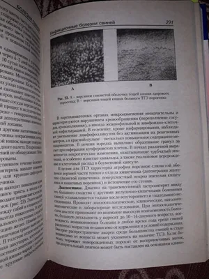 Микоплазмоз свиней: лечение, симптомы заболевания, возбудитель