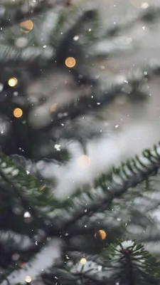 Новогодние фотографии/картинки | Зимние картинки, Рождественские обои,  Зимние сцены