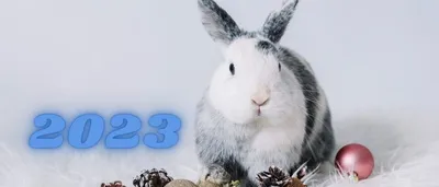 Новогодние картинки на 2023 год Кролика | Joy-Pup - всё самое интересное! |  Дзен