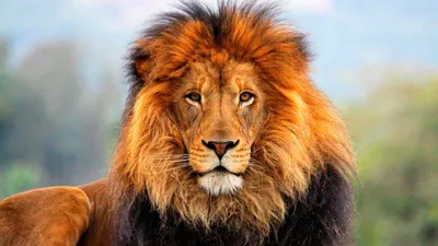 Интересные факты о львах, фото и видео - «Как и Почему»