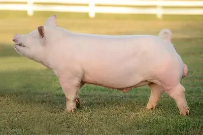 Йоркшир порода свиней фото