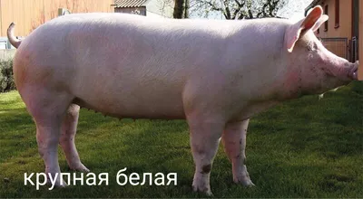 Direct.Farm - 🐖Порода свиней ЙОРКШИР ⠀ Представители... | Facebook