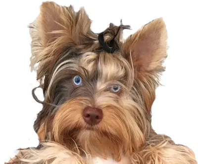 Собака йоркширский терьер мини: ФОТО, особенности породы | Говорящая Собака  | Дзен
