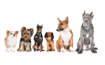 Фото собак разных пород. Русский той, доберман, чихуахуа, бультерьер, йоркширский  терьер | Обои для телефона