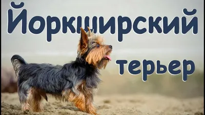 Фото: Йоркширский терьер, собачья площадка — Яндекс Карты
