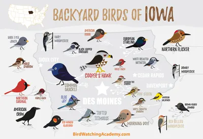 Backyard Birds of Iowa - Bird Watching Academy