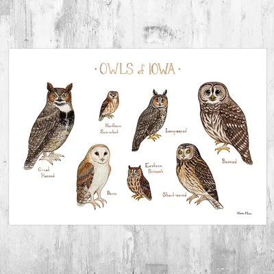 Iowa Owls Field Guide Art Print – Kate Dolamore Art