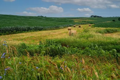 Can Nature Reclaim Iowa? | Civil Eats