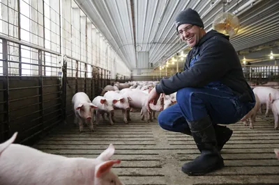 Pig Farming In Iowa Means Dirt Under Your Fingernails And A Strong Sense Of  Pride : NPR