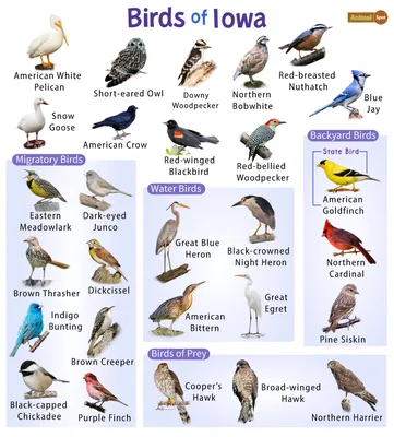 List of Common Birds Found in Iowa – Facts with Pictures