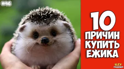 10 Reasons To Buy A Hedgehog - Interesting facts! - YouTube