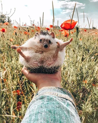 Путешествия самого счастливого ёжика на снимках в Instagram. ФОТО