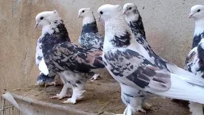 Iranian homa soror pigeons 🇮🇷 Иранские бойные мраморные акбаши | Голуби  Ирана | کبوتر ایرانی - YouTube