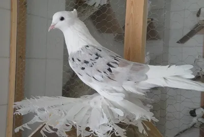 Iranian \"Toghi\" pigeons | Иранские голуби Тоги | توگی - کبوتر ایرانی -  YouTube