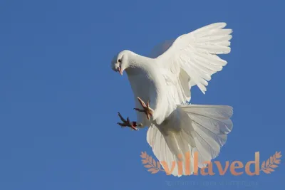 Голуби России - Russian pigeons\"