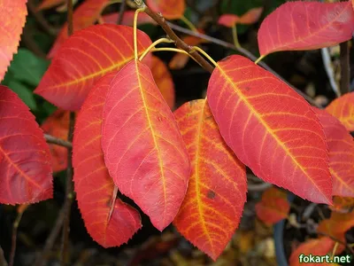 Осенние листья ирги — Fokart.net