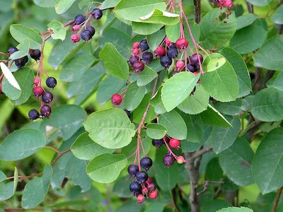 Ирга колосистая - Amelanchier spicata