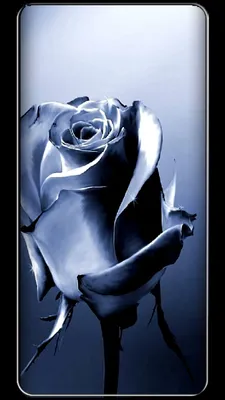 Pin by Татьяна Семёнова on Сотовый телефон обои | Black roses wallpaper,  Flower iphone wallpaper, Good night dear