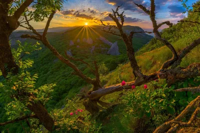 Обои на рабочий стол Горные пионы весной на восходе солнца, гора Ильяс-Кая,  Крым, фотограф Константин Воронов, обои для рабочего стола, скачать обои,  обои бесплатно