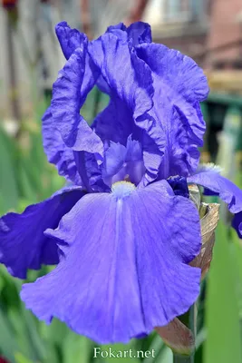 Сине-сиреневый ирис | Синие цветы, Ирисы, Цветы