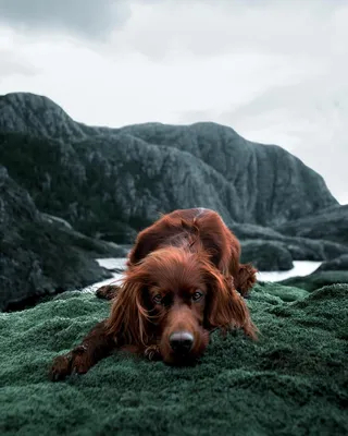 Ирландский сеттер в горах, by George and Troja | Irish setter dogs, Dog  love, Dog life