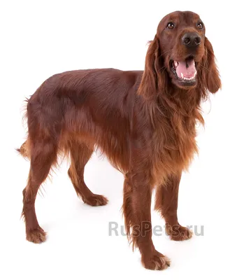 Порода собак ирландский сеттер - описание, характер, характеристика, фото  ирландских красных сеттеров и видео, цена щенков