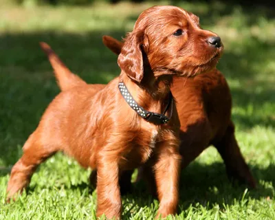 Ирландский красный сеттер (Irish Setter) - это очень красивая, энергичная и  активная порода собак. Фото, описание и отзывы.