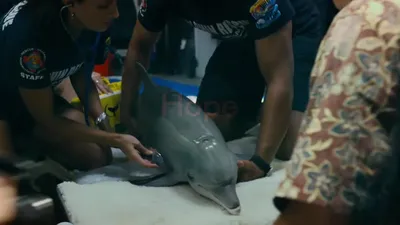 Постеры фильма: История дельфина 2