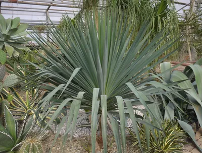 Коллекции растений ЦСБС СО РАН - Yucca gloriosa L. – Юкка славная