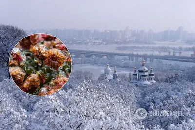 Гололед и мороз в Киеве: в сети опубликовали фото обледенелых цветов