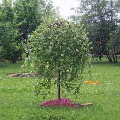 Ива козья Kилмарнок (Salix caprea Kilmarnock) купить саженцы недорого оптом  и в розницу - питомник растений Зелёный Рай