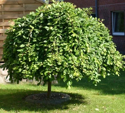 Ива козья (Salix caprea) — купите саженцы в контейнере в Краснодаре -  Прекраснодар — новогодние ёлочные базары в Краснодаре