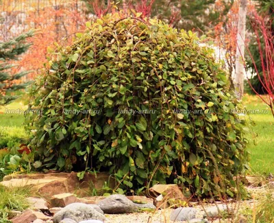 Ива козья (Salix caprea) — купите саженцы в контейнере в Краснодаре -  Прекраснодар — новогодние ёлочные базары в Краснодаре