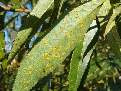 Ива козья Пендула — Salix caprea Pendula и крупномеры купить в Краснодаре -  описание сорта и фото | питомник растений Зеленый капитал