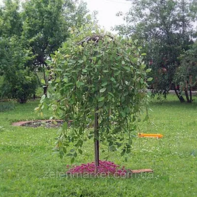 Ива козья 'Pendula' - Salix caprea 'Pendula', 120см, С5 Ра купить в Минске,  цены