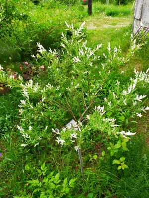 Ива козья (Salix caprea). Фото на сайте \"Грибы: информация и фотографии\"