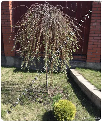 Ива козья Пендула (Salix caprea Pendula) - «Ива козья любима не только  козами, но и садоводами, а также часто используется ландшафтными  дизайнерами. » | отзывы